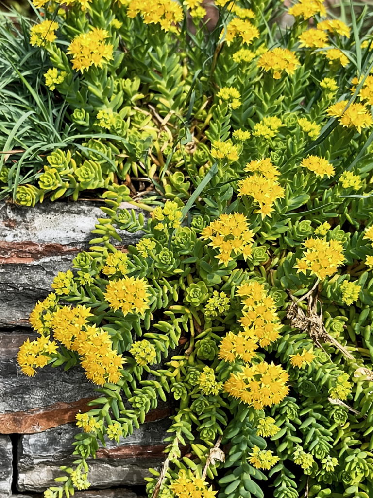 Boogie Woogie Sedum plants in growing in a garden bed