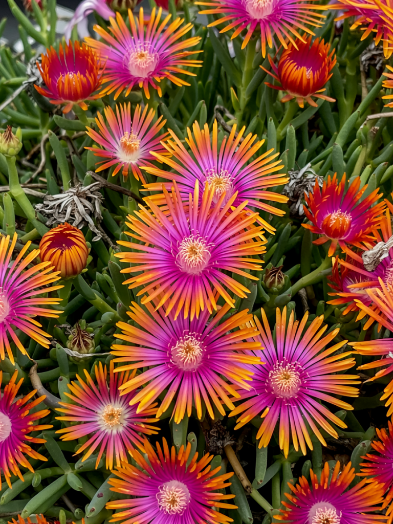 Close-up of the fire spinner ice plant with bright magenta centers and vibrant orange petals